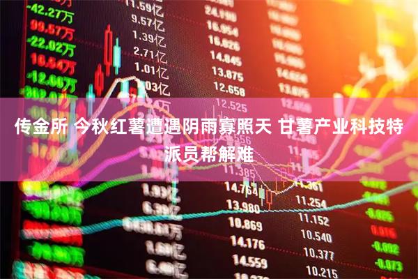 传金所 今秋红薯遭遇阴雨寡照天 甘薯产业科技特派员帮解难